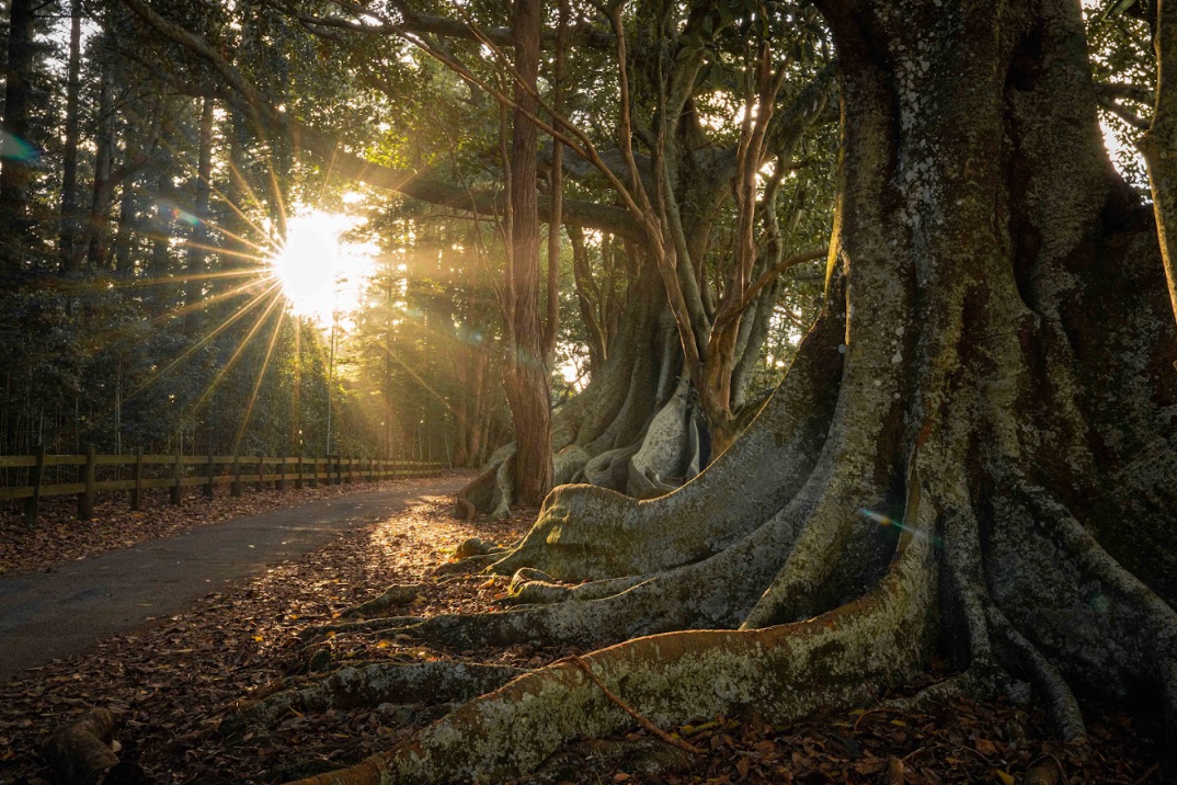 Hundred Acres Reserve, Norfolk Island